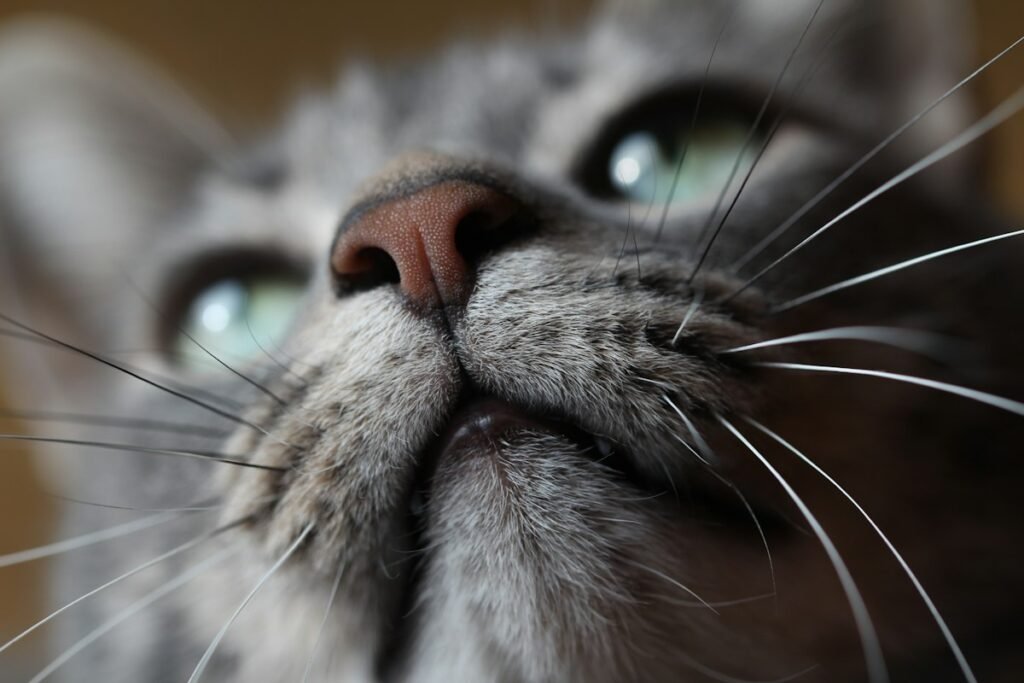 Acne felina