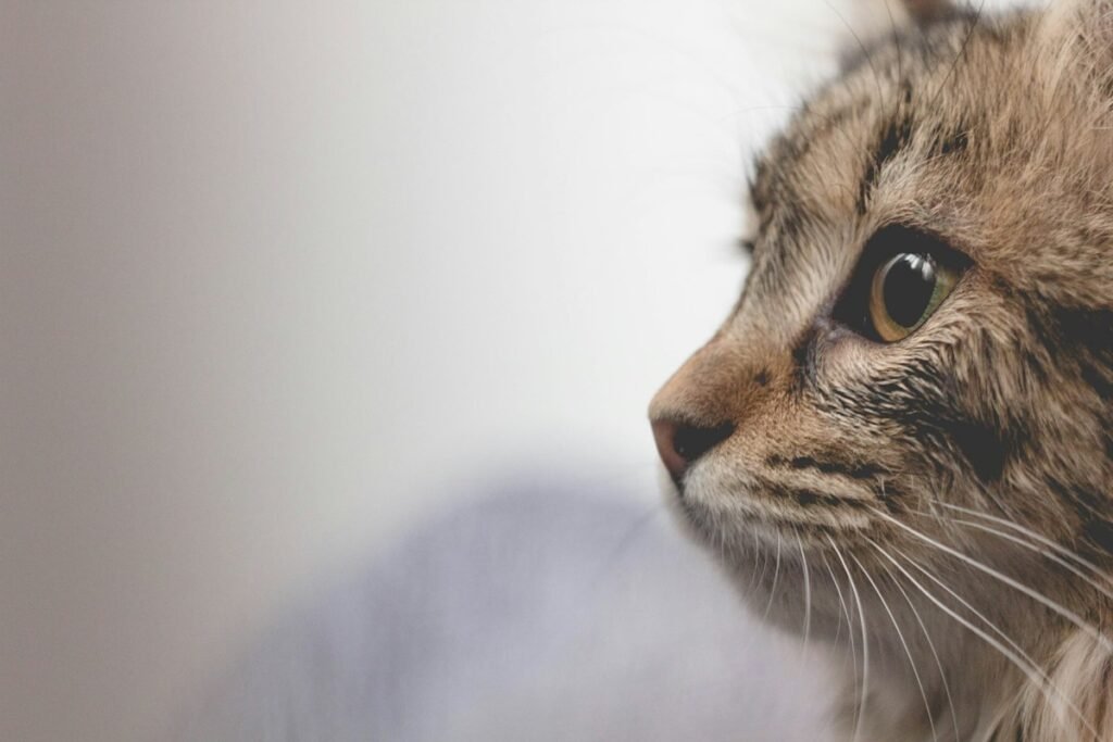 Acne felina: pontinhos pretos no queixo do gato e o papel do comedouro