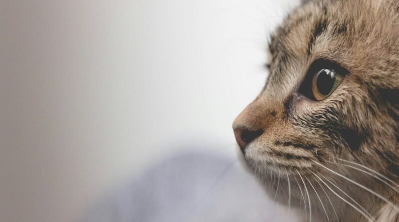 Acne felina: pontinhos pretos no queixo do gato e o papel do comedouro