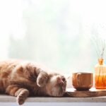 Areia sanitária ecológica: vale a pena para o seu gato?