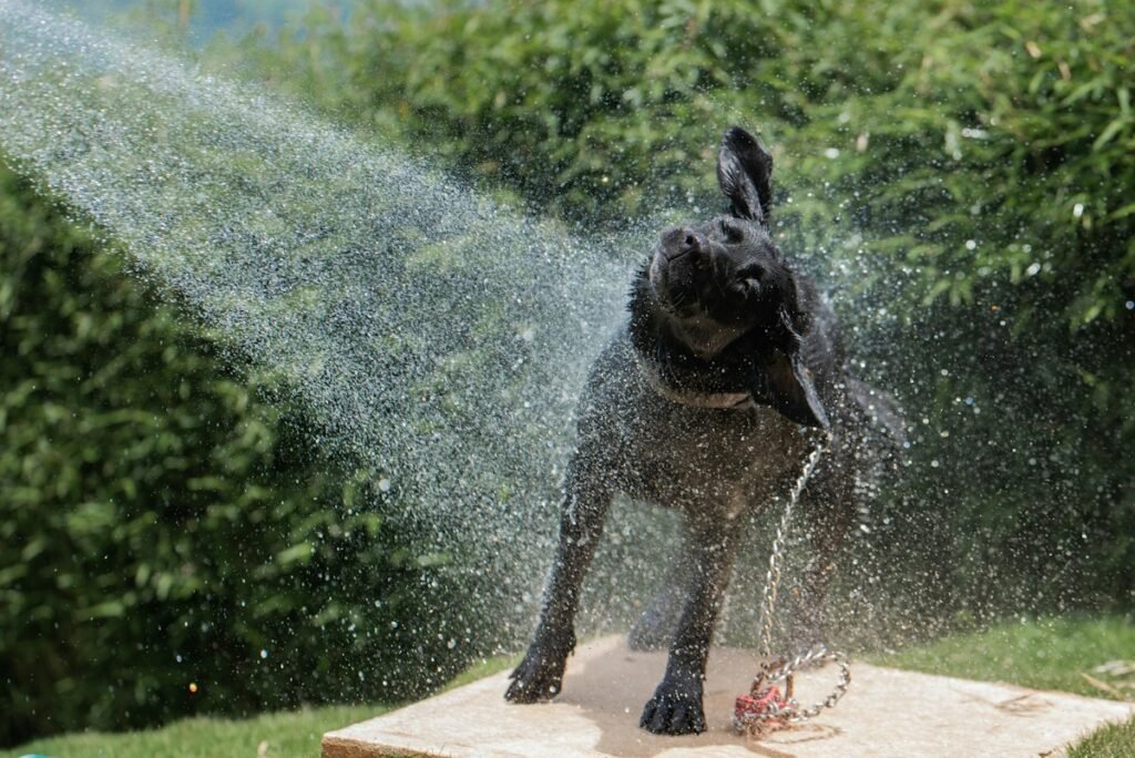 Banho em cachorro