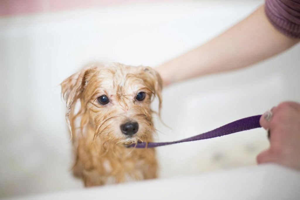 Banho em cachorro: frequência ideal e erros que prejudicam a pele