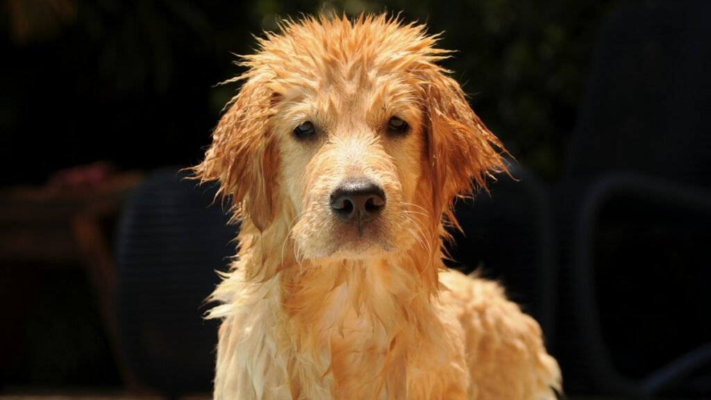 Banho em cachorro