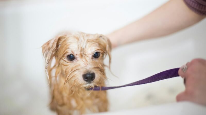 Banho em cachorro: frequência ideal e erros que prejudicam a pele