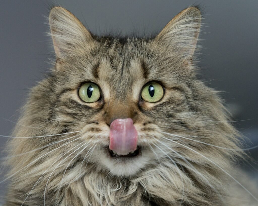 Bola de pelo em gatos