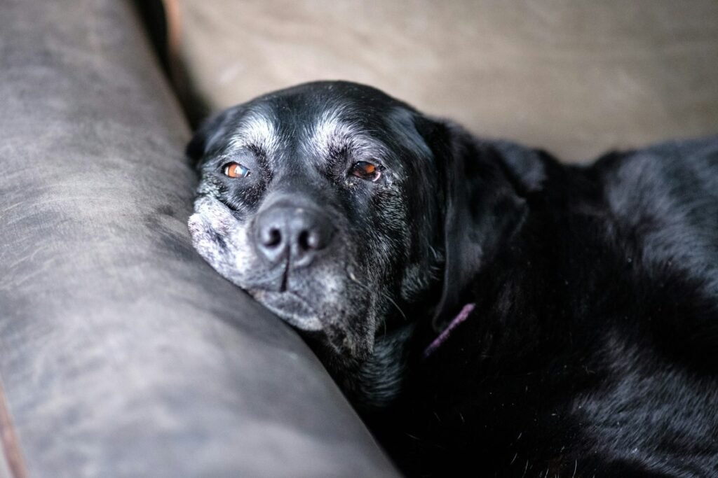 Cachorro com dor nas articulações