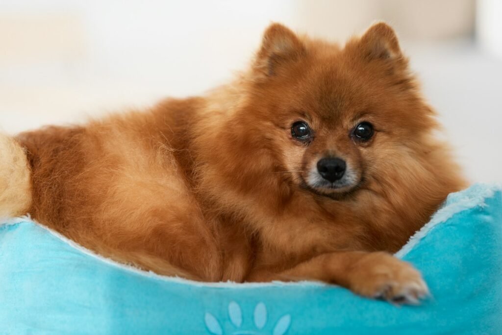 Cachorro com dor nas articulações