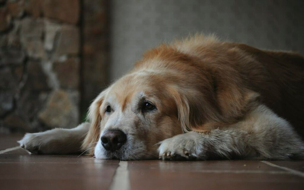 Cachorro com dor nas articulações: sinais de artrose e como ajudar