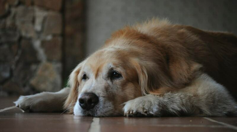 Cachorro com dor nas articulações: sinais de artrose e como ajudar