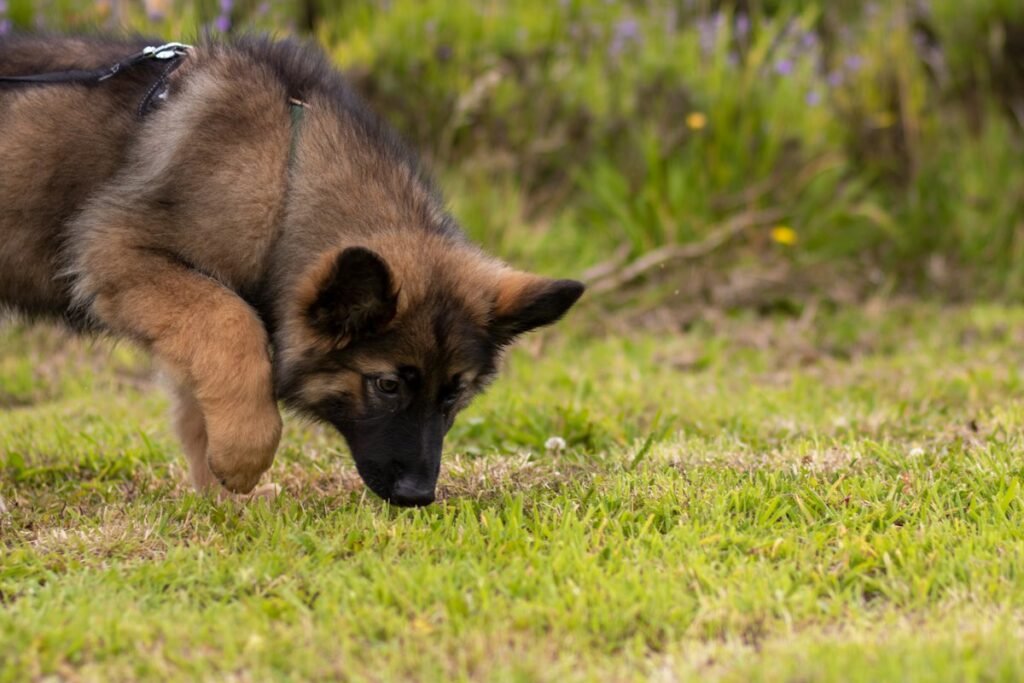 Cachorro que destrói tudo