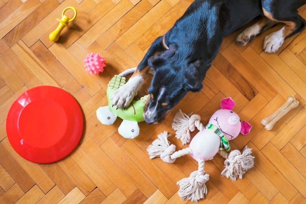 Cachorro que destrói tudo