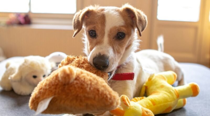 Cachorro que destrói tudo: por que ele morde e como redirecionar