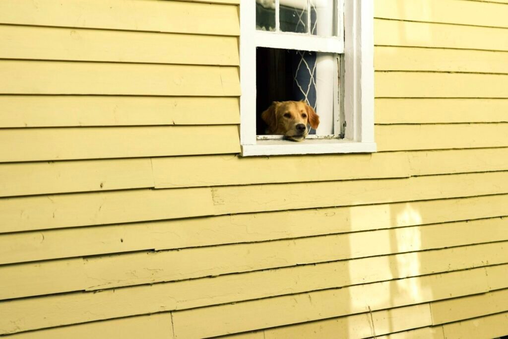 Cachorro sozinho em casa