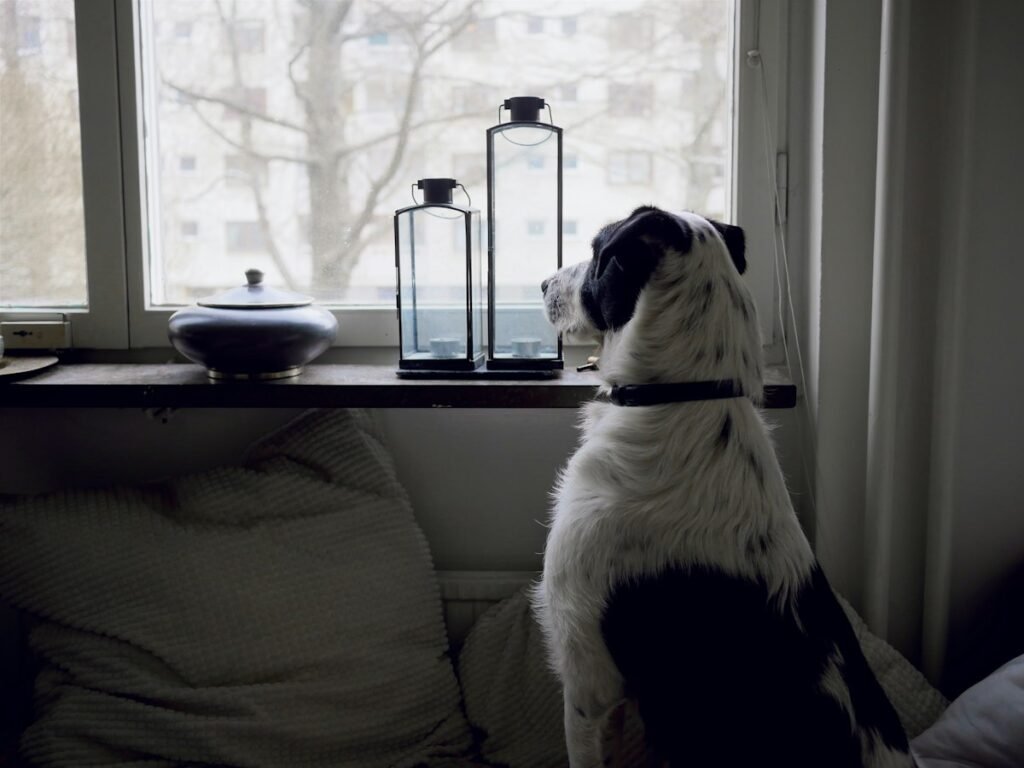 Cachorro sozinho em casa: como reduzir o tédio e a ansiedade