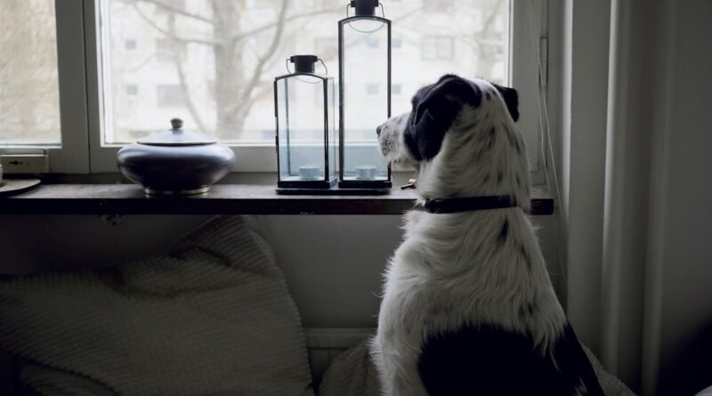 Cachorro sozinho em casa: como reduzir o tédio e a ansiedade
