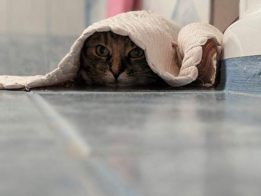 Caixa de areia aberta ou fechada: qual o gato prefere?