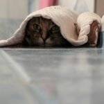 Caixa de areia aberta ou fechada: qual o gato prefere?
