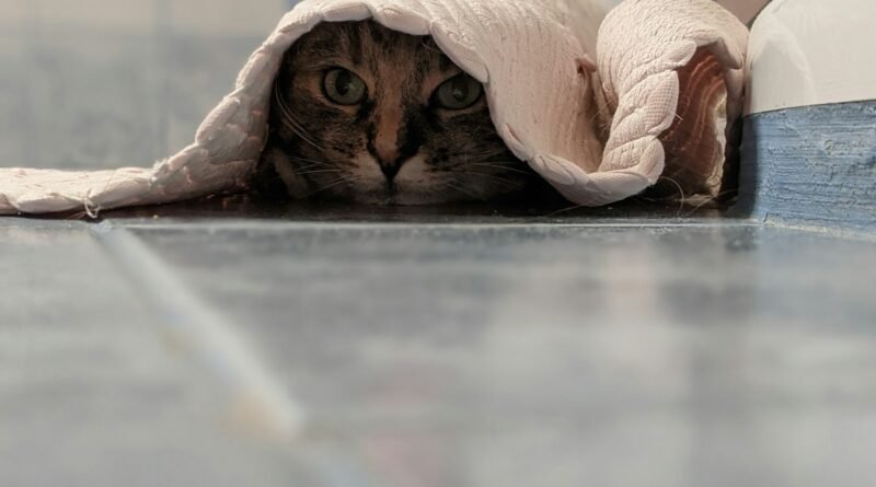 Caixa de areia aberta ou fechada: qual o gato prefere?