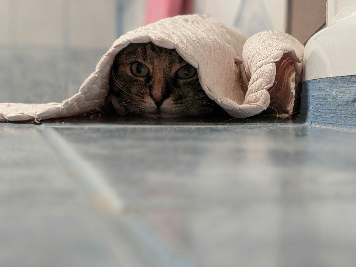 Caixa de areia aberta ou fechada: qual o gato prefere?