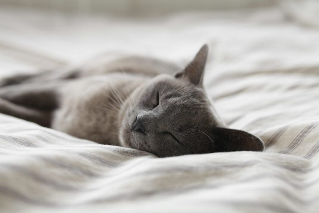 Onde o gato gosta de dormir? Como escolher a caminha ideal