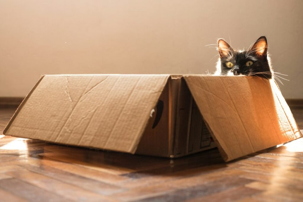 Onde o gato gosta de dormir? Como escolher a caminha ideal