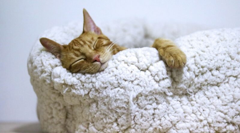 Onde o gato gosta de dormir? Como escolher a caminha ideal