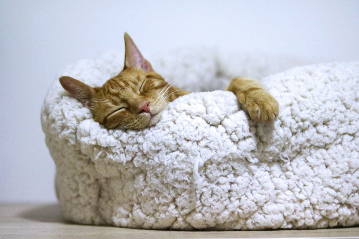 Onde o gato gosta de dormir? Como escolher a caminha ideal