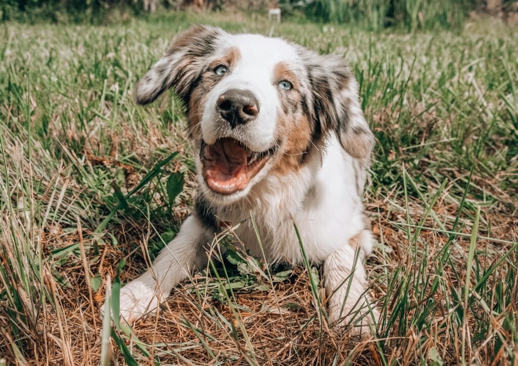 Carrapato no cachorro: riscos, como remover e como prevenir