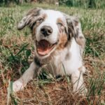 Carrapato no cachorro: riscos, como remover e como prevenir