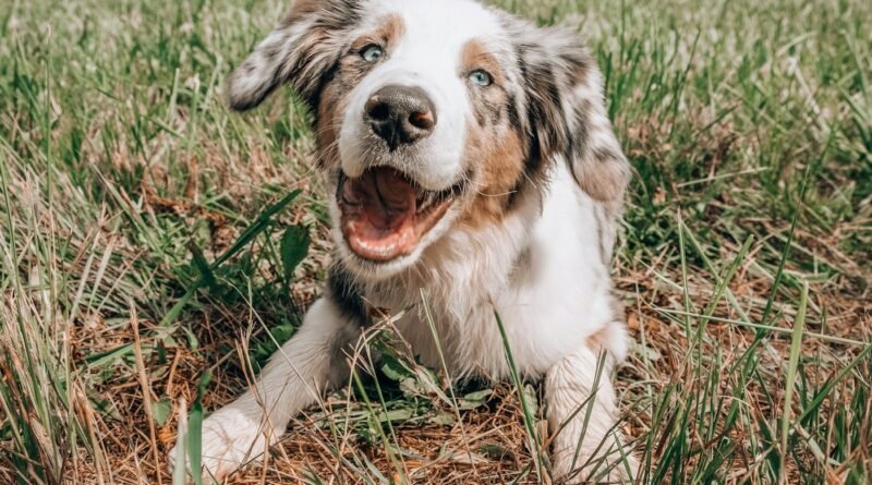 Carrapato no cachorro: riscos, como remover e como prevenir