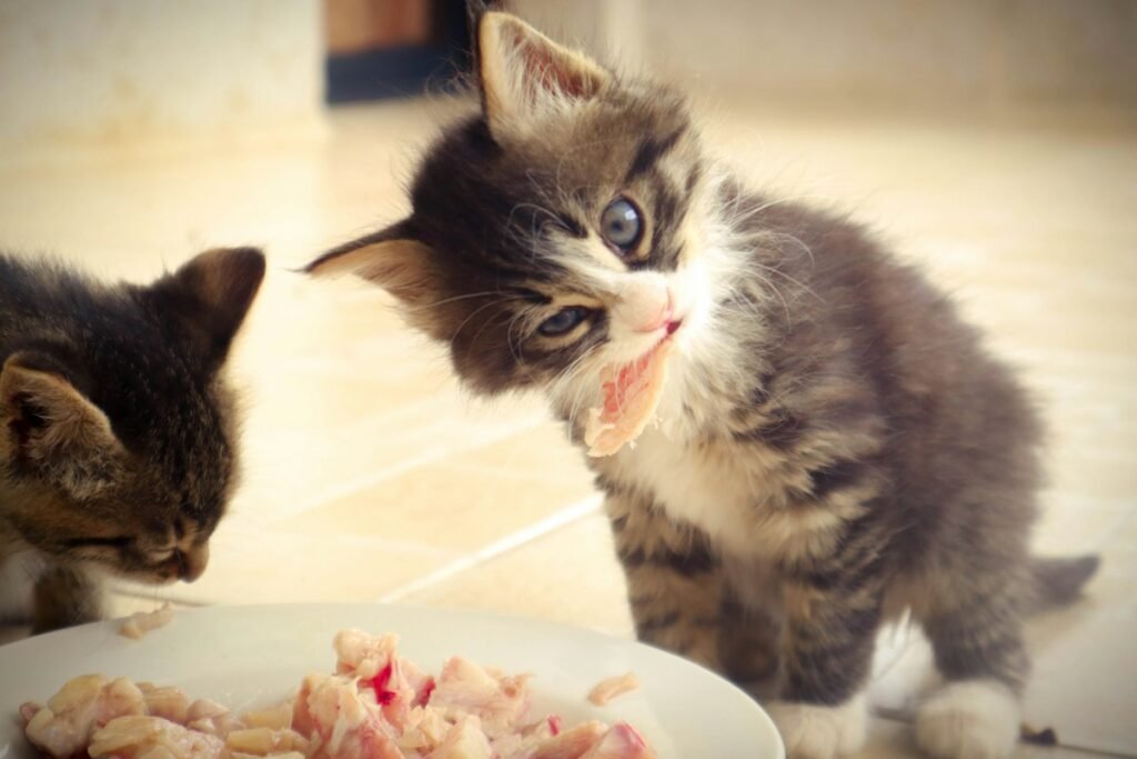 Comedouro elevado para cães e gatos
