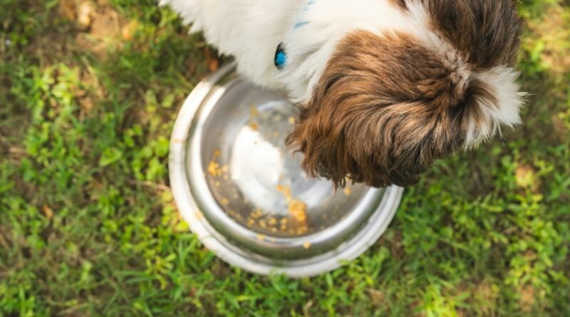 Comedouro elevado para cães e gatos: benefícios para a postura e a digestão