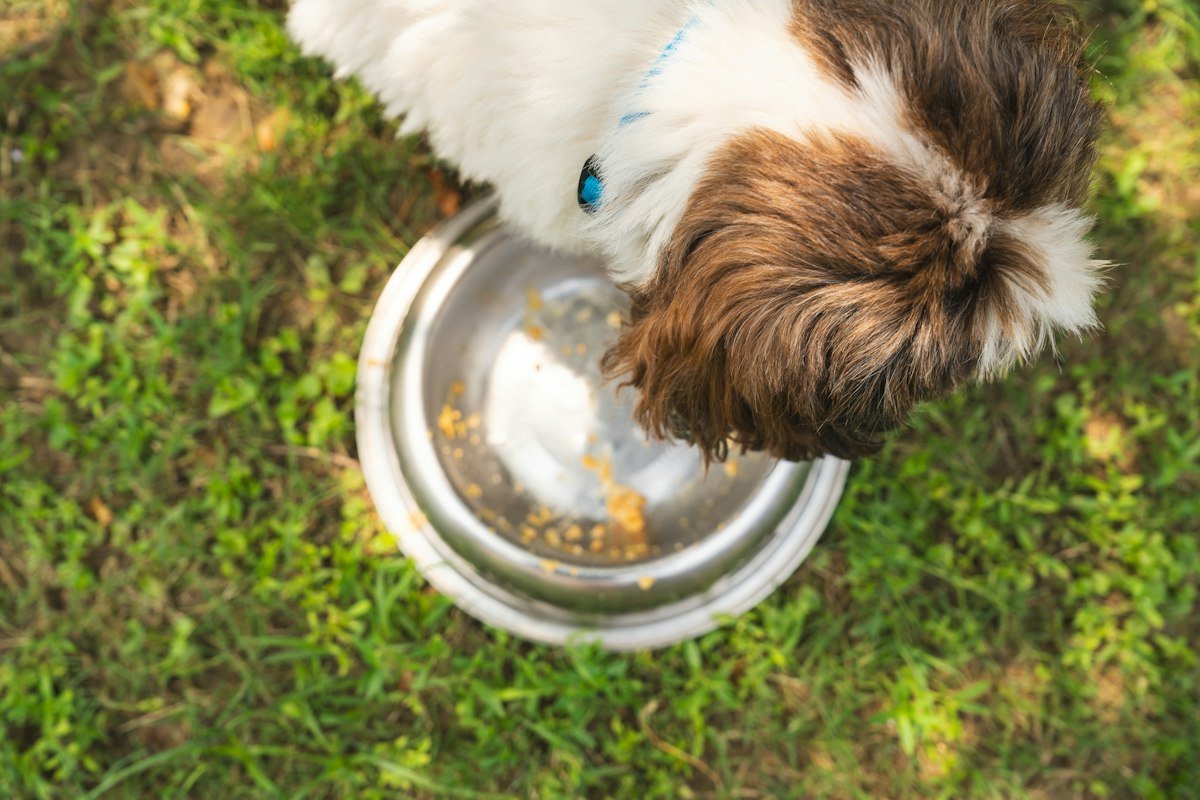 Comedouro elevado para cães e gatos: benefícios para a postura e a digestão