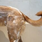 Como dar banho no cachorro em casa: passo a passo sem estresse
