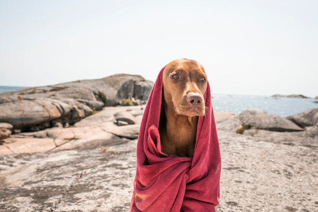 como dar banho no cachorro em casa - cuidados