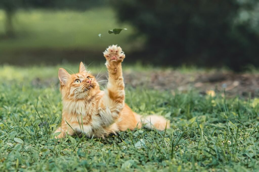 Como ensinar o gato a usar o arranhador em 5 passos