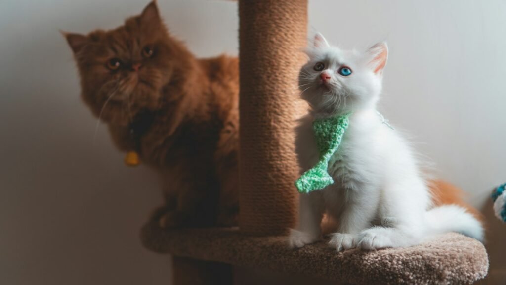 Como ensinar o gato a usar o arranhador em 5 passos