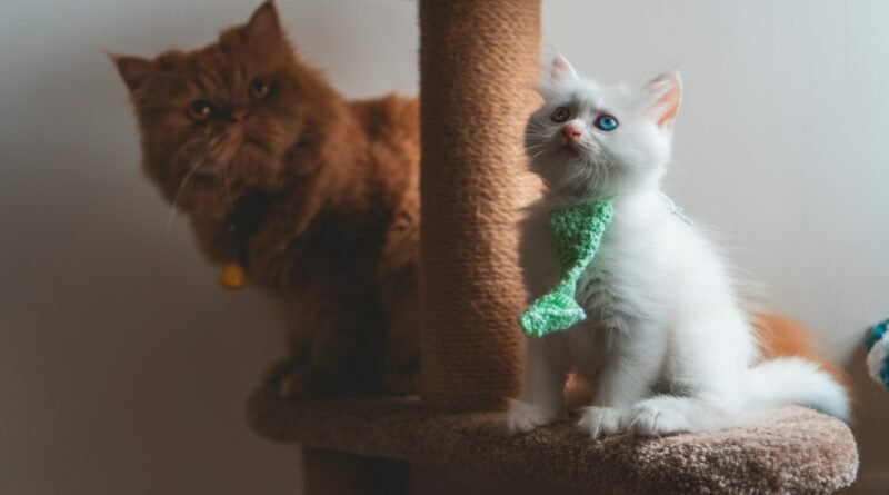 Como ensinar o gato a usar o arranhador em 5 passos