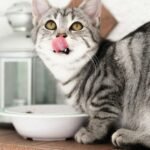 Ração para gato castrado: o que olhar no rótulo antes de comprar