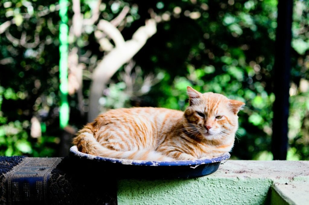ração para gato castrado