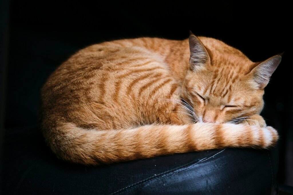 ração para gato castrado - cuidados