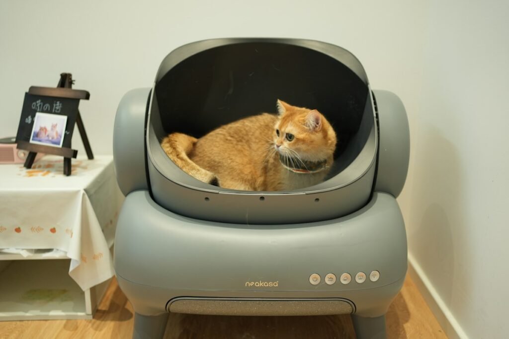 Com que frequência limpar a caixa de areia do gato (e como fazer certo)