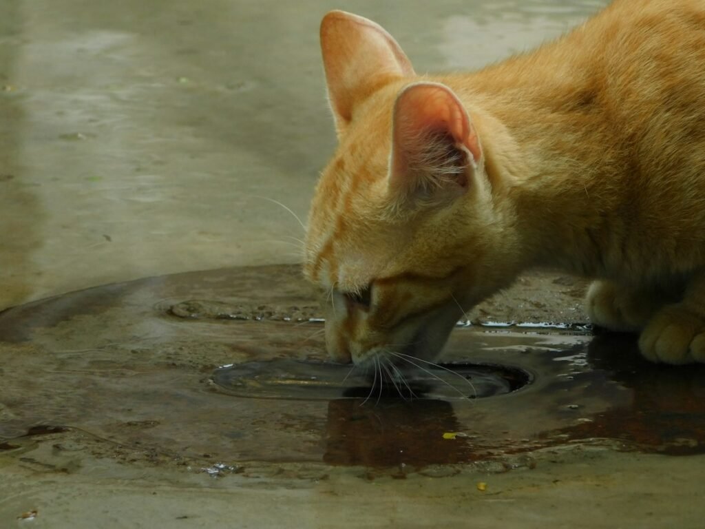 Como limpar a fonte de água do pet e manter a água sempre fresca