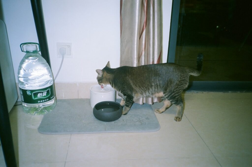 Como limpar a fonte de água do pet e manter a água sempre fresca
