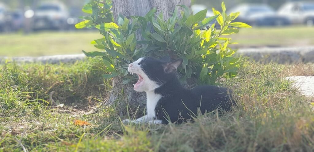 Como limpar a fonte de água do pet e manter a água sempre fresca