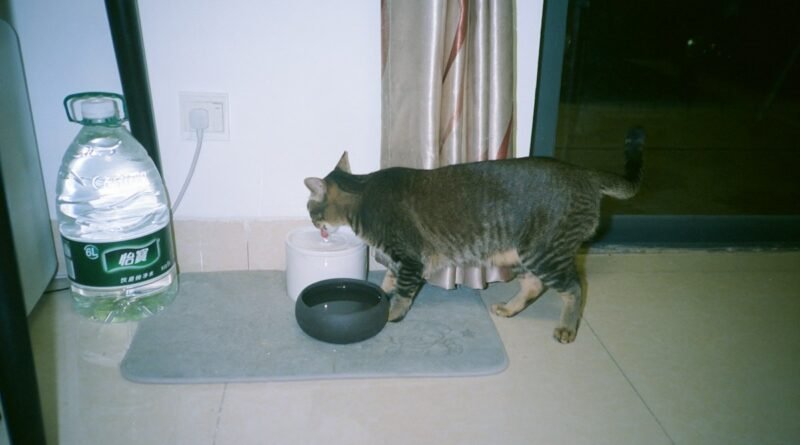 Como limpar a fonte de água do pet e manter a água sempre fresca