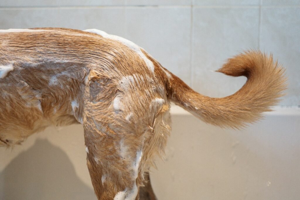 Dermatite em cães