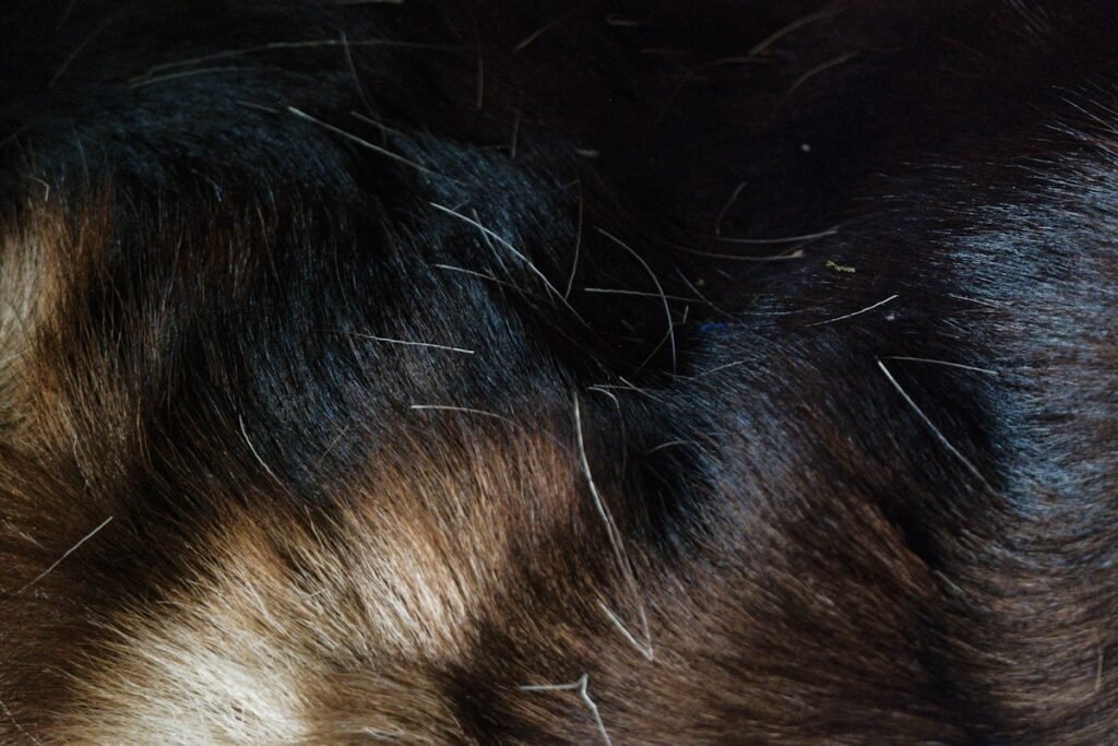 Dermatite em cães