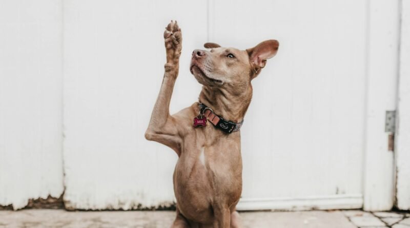 Dermatite em cães: sinais na pele e cuidados no banho