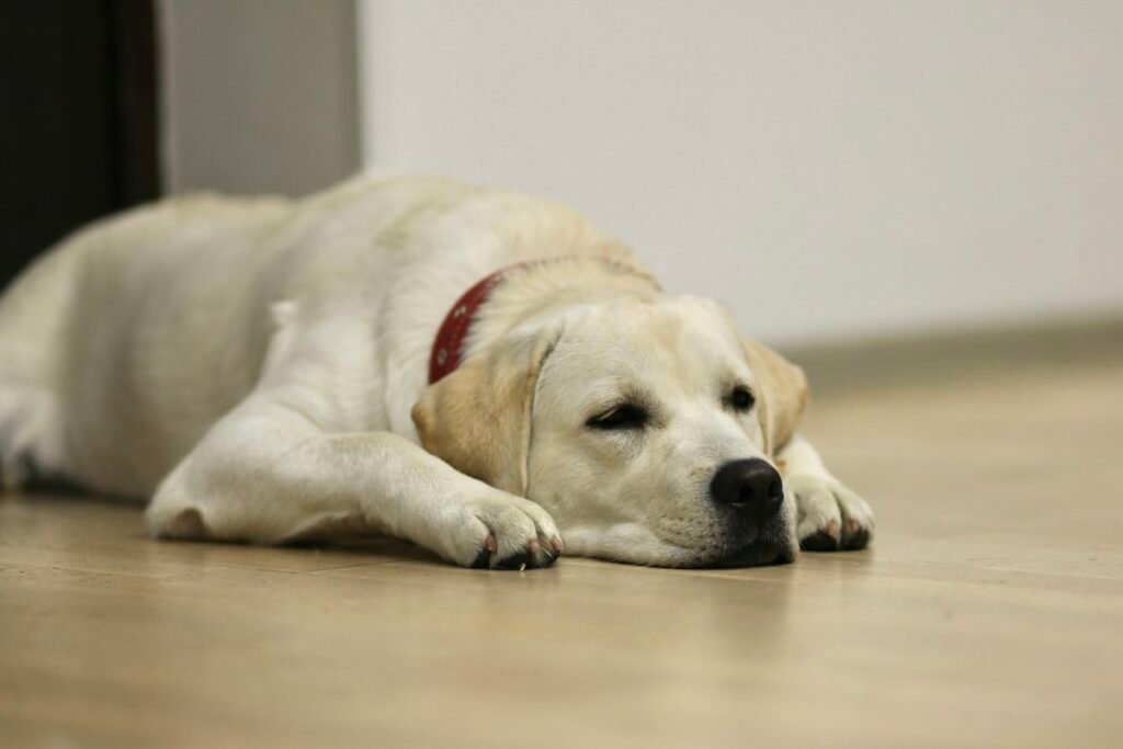 Como ensinar o cachorro a fazer xixi no lugar certo